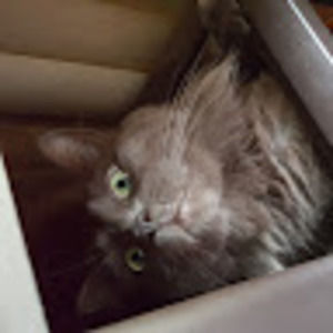 Meet your Posher, Meghan